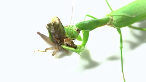 Praying mantis predation on a white background Video stock 139434155