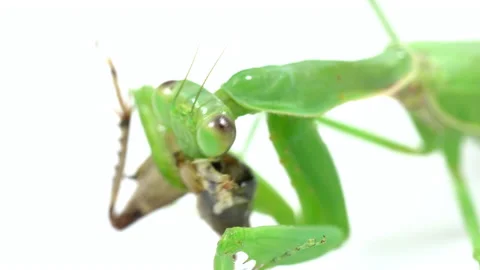Praying mantis predation on a white background Video stock 139434282
