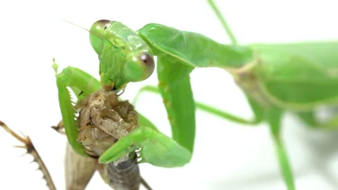 Praying mantis predation on a white background Video stock 139434324