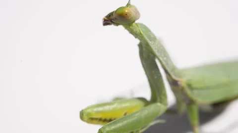 Praying Mantis Preens Himself Stock Footage 188477105
