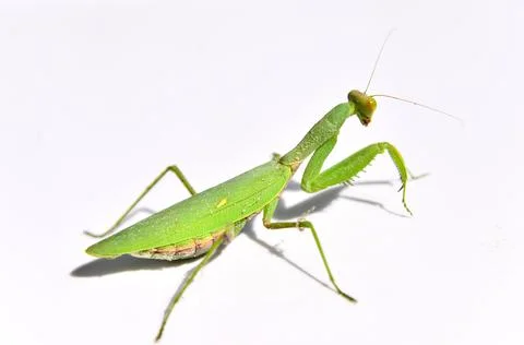 Praying Mantis Preens Himself Stock Photos