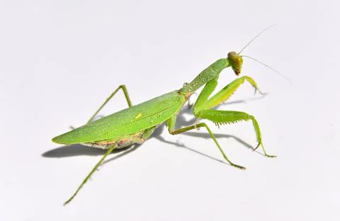 Praying Mantis Preens Himself Stock Photos
