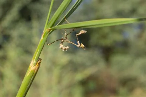 Praying mantis prepare to attack. Stock Photos