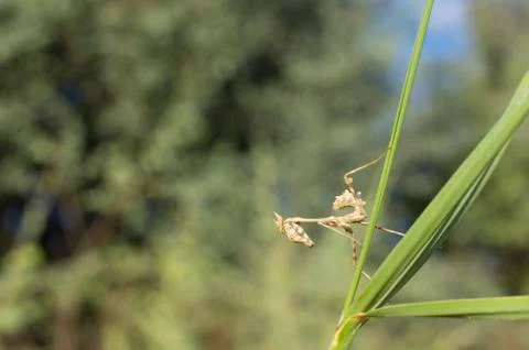 Praying mantis prepare to attack. Stock Photos