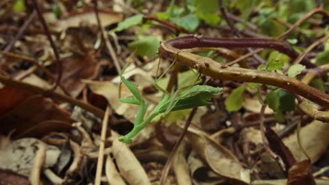 Praying Mantis Preparing To Molt, Hanging Upside Down In The Forest. close Stock Footage 164825683
