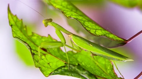 Praying Mantis Pretending To Be A Green Leaf Stock-Footage 56738706