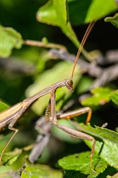 Praying mantis profile close-up with tree branches Stock Photos