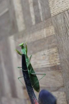 Praying mantis on pruning shears Stock Photos