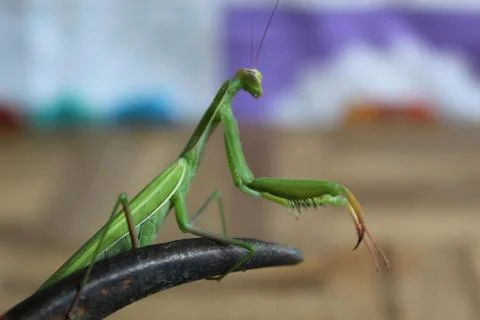 Praying mantis on pruning shears Stock Photos