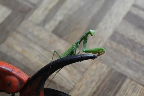 Praying mantis on pruning shears Stock Photos