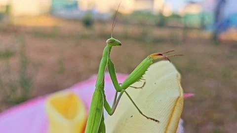 Praying Mantis Raising Forelegs in Defensive Posture Video stock 344010271
