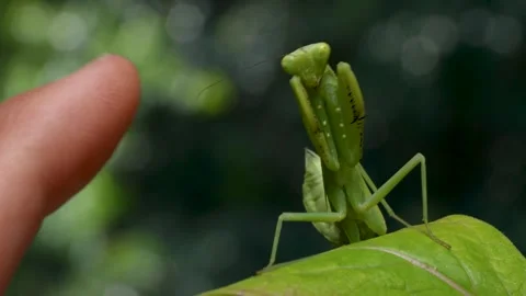 Praying Mantis Raising Its Front Legs Near a Finger 動画素材 304976990