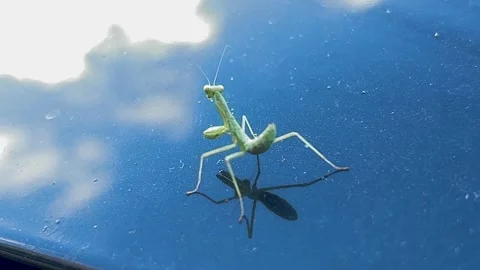 Praying Mantis on Reflective Surface for Nature and Wildlife Videos Stock Footage 278401296