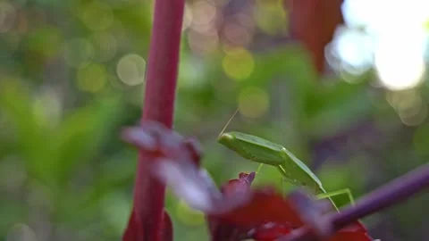 Praying Mantis Resting On A Cranberry Hibiscus Stem Of A Plant Against A Bokeh Stock Footage 332043955