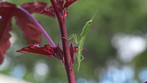 Praying Mantis Resting On Cranberry Hibiscus Stem. Selective Focus Shot Stock Footage 332044241