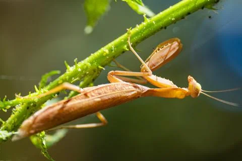 Praying mantis resting on a green plant stem in nature Foto stock