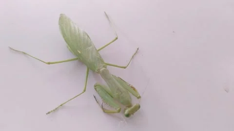 Praying Mantis Resting on White Altar in Calm Indoor Setting Stock Footage 345784253