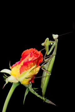 Praying Mantis on a Rosebud Stock Photos