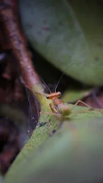 Praying Mantis in Search of Prey Foto stock