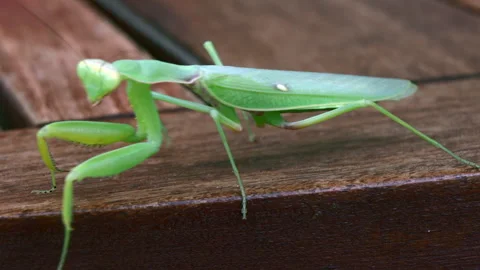 Praying mantis seeks shelter 库存影片 247833767