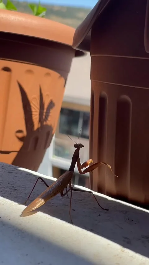 Praying Mantis Shadow Stock Footage 310821993