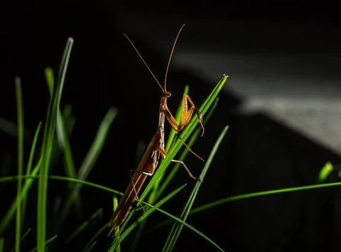 The praying mantis shows all of itself in the light of the lantern Stock Photos
