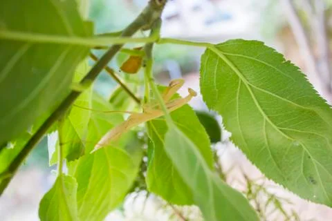 Praying mantis side view Stock Photos