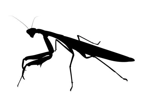 Praying Mantis silhouette vector illustration Stock Illustration