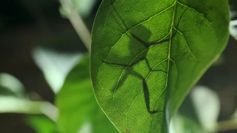 Praying mantis is silhouetted behind a green lilac leaf. Close-up of mantis  Stock Footage 163566637