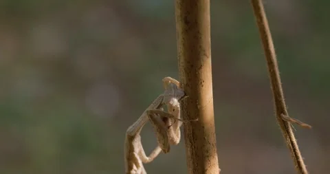Praying Mantis sipping a morning dew drop survival behaviour Stock Footage 339015480