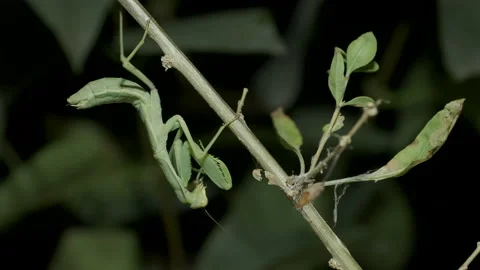 Praying mantis sits on a branch. Close-up of mantis insect Stock Footage 163565508