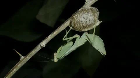 Praying mantis sits on a a clutch of Ootheca (Oviparity). Close-up of mantis  Stock Footage 163565585