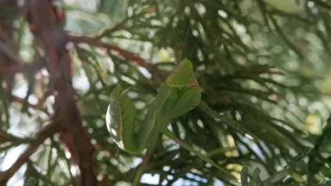 A praying mantis sits on a juniper branch. Insect predator. Видео 137755079