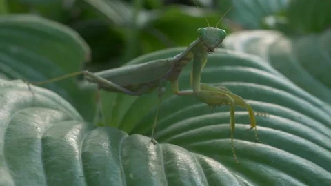 The praying mantis sits on a large green leaf of a plant. Stock Footage 204977473
