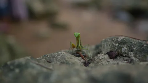 The praying mantis sits on a rock in the rainforest and then sharply attacks Stock Footage 191446164