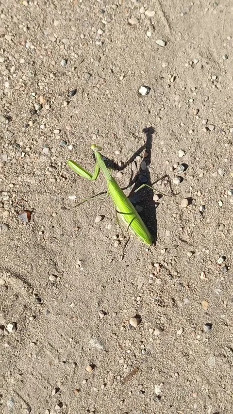 A praying mantis sits on the sand in the rays of the sun. Habitat of mantises Stock Footage 318356084