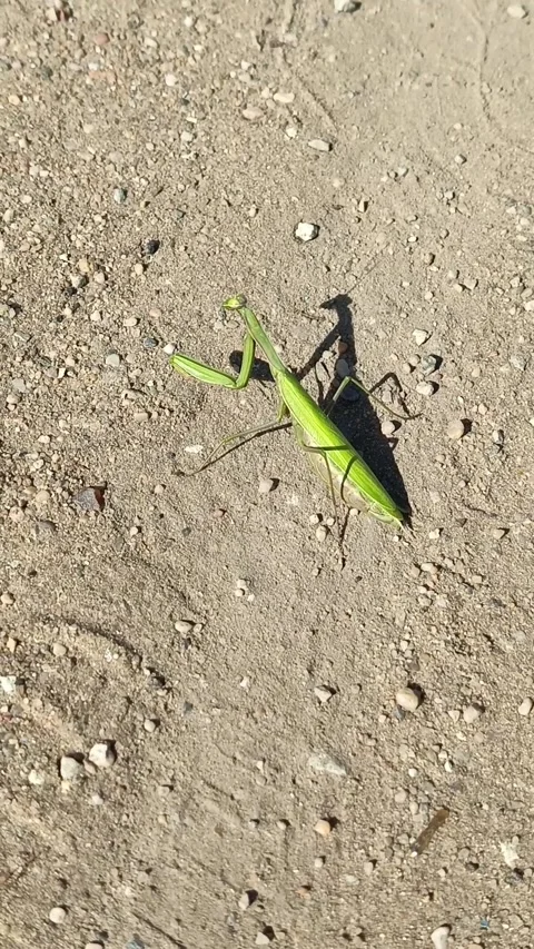 A praying mantis sits on the sand in the rays of the sun. Habitat of mantises Stock Footage 318356119