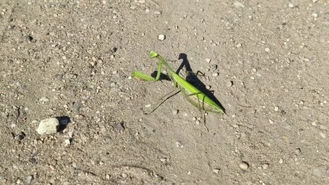 A praying mantis sits on the sand in the rays of the sun. Habitat of mantises Stock Footage 318356135