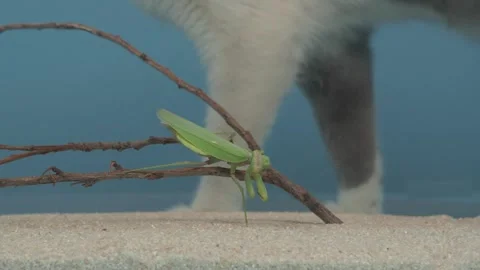 A praying mantis is sitting in an aquarium, a cat is passing by. Видео 256564743