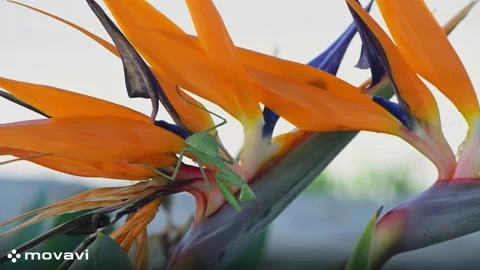 Praying mantis sitting on bird of paradise flower Stock Footage 318447228