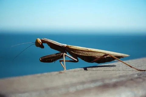 The praying mantis is sitting on the board. Close-up Stock Photos