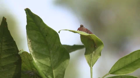 Praying Mantis Sitting Climbing Leaf, Borneo, Indonesia Stock Footage 142918339