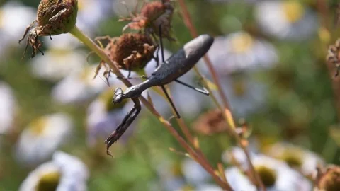 Praying mantis sitting Stock Footage 83023306