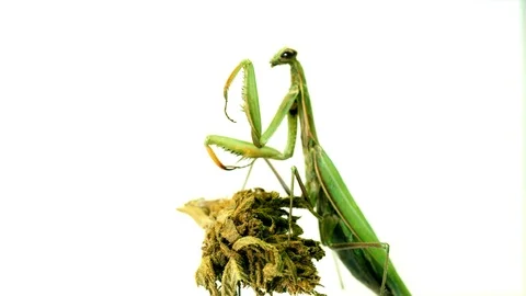 Praying Mantis is sitting on marijuana, on a white background, another focus Stock Footage 123835363