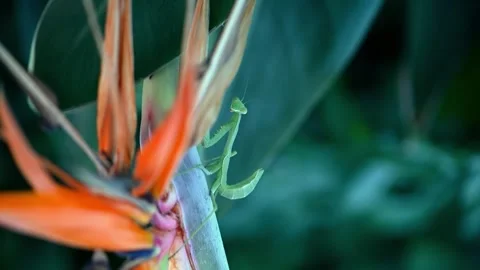 Praying mantis sitting on orange Strelitzia flower, Cyprus. Exotic insect 스톡 동영상 327580000
