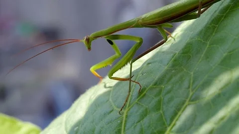A praying mantis is sitting on a plant leaf. Stock Footage 334439510