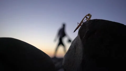Praying mantis sitting on a rock at sunset Stock Footage 261388577