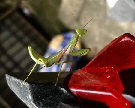 Praying Mantis Sitting Still On Leaf With Green Background Stock Photos