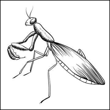 Praying Mantis Sketch iIsolated On White Illustrazione stock