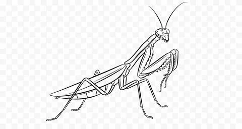 Praying Mantis Sketch, Side View, Isolated on Transparent Background Stock Illustration